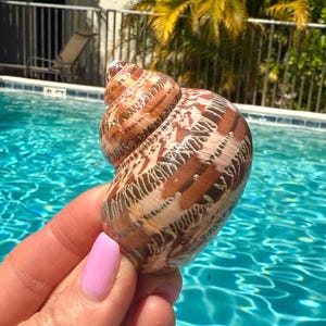 Brown Turbo seashell 2.5&quot; with 1&quot; opening | Tapestry Turbo Shell | Turbo Petholatus | Seashell cruft supply | Gift for sea lover