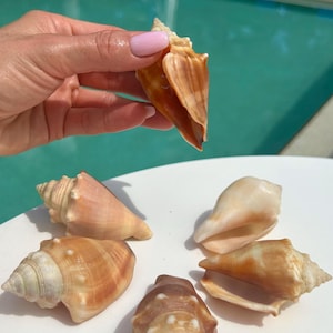May include: A collection of six seashells, including a large conch shell, on a white surface. The shells are various shades of brown and beige.