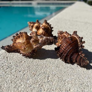 Murex seashell 3.5&quot; | Firebrand murex | Chicoreus torrefactus | Seashell cruft supply | Real shell | Beach wedding decor| Gift for sea lover