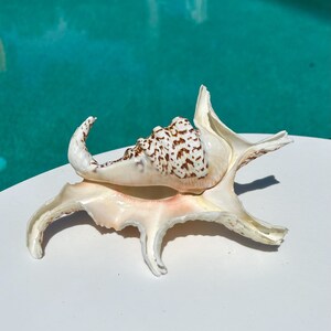 May include: A white seashell with brown markings, with a unique, spiky, and intricate design. The shell is sitting on a white surface.