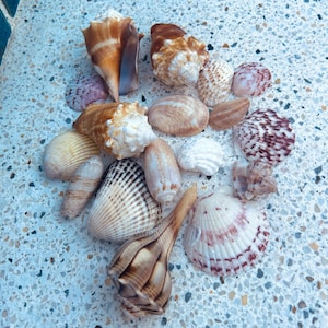 Kit di conchiglie naturali 16 pezzi / Mix di conchiglie assortite / Conchiglie dell'isola di Sanibel / Decorazioni per matrimoni in spiaggia / Regalo per amanti del mare / Conchiglie per creazioni artigianali