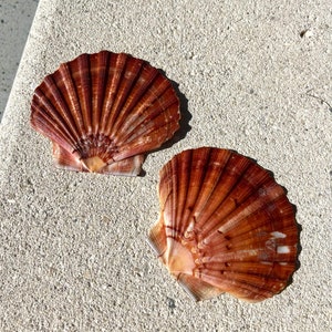May include: Two large, brown scallop shells with a textured, ribbed surface. The shells are lying on a light gray, textured surface.