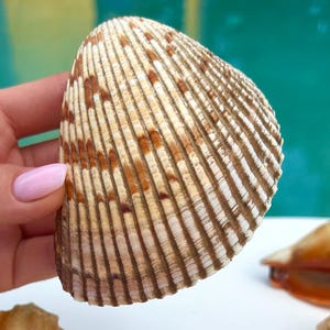 Large Cockle seashell | Natural seashell | Sanibel Florida Cockle shell | Beach wedding decor | Gift for sea lover | Shells for crafting