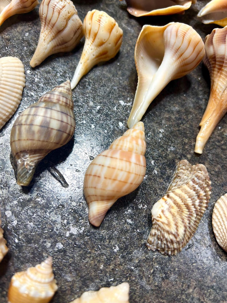 Natural Seashell Kit 74 Pieces | Assorted Seashell Mix | Sanibel Island ...