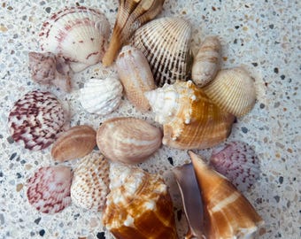 Natural Seashell Kit 16 Ea | Assorted Seashell Mix | Sanibel