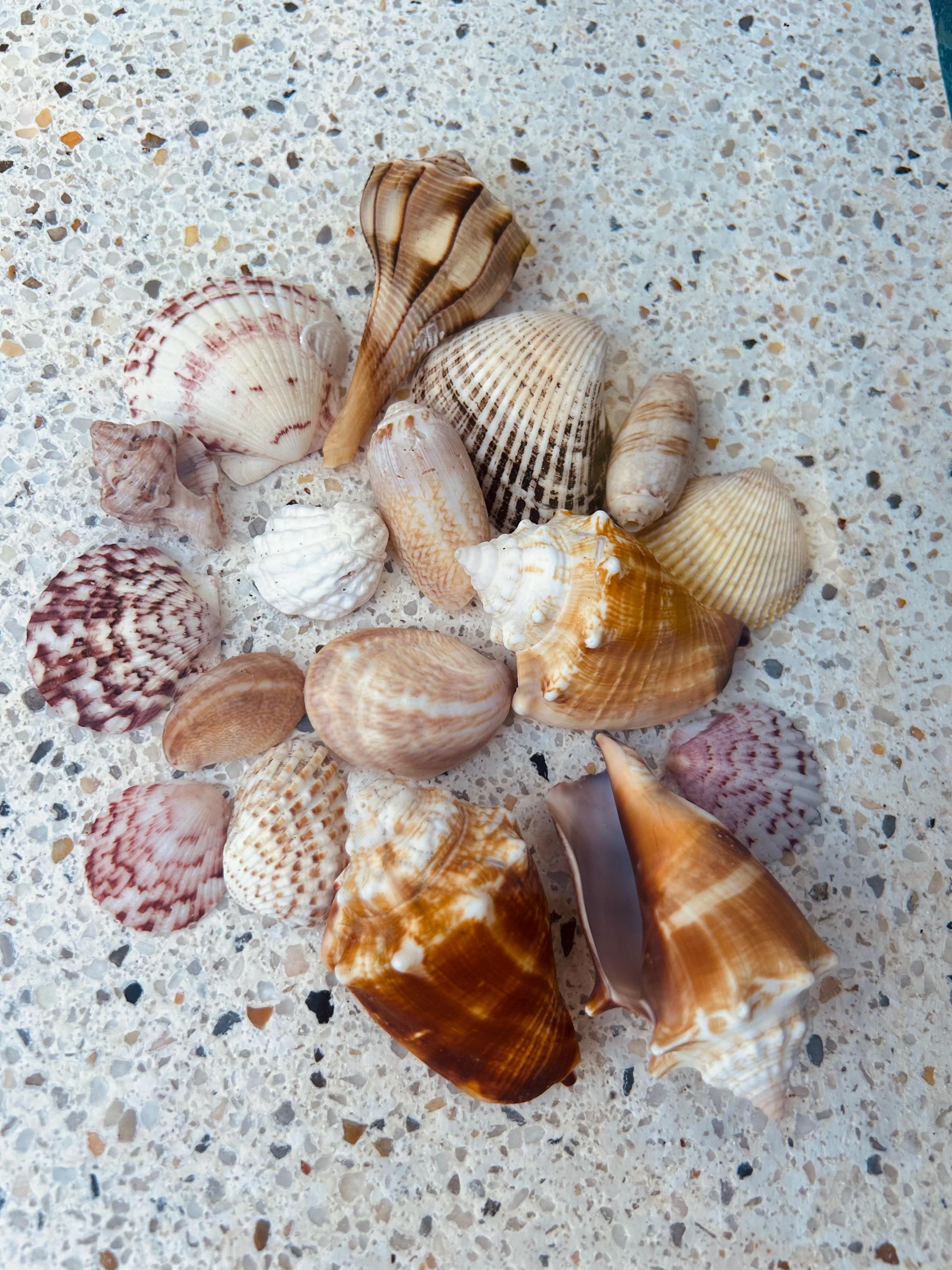 Natural Seashell Kit 16 Ea | Assorted Seashell Mix | Sanibel