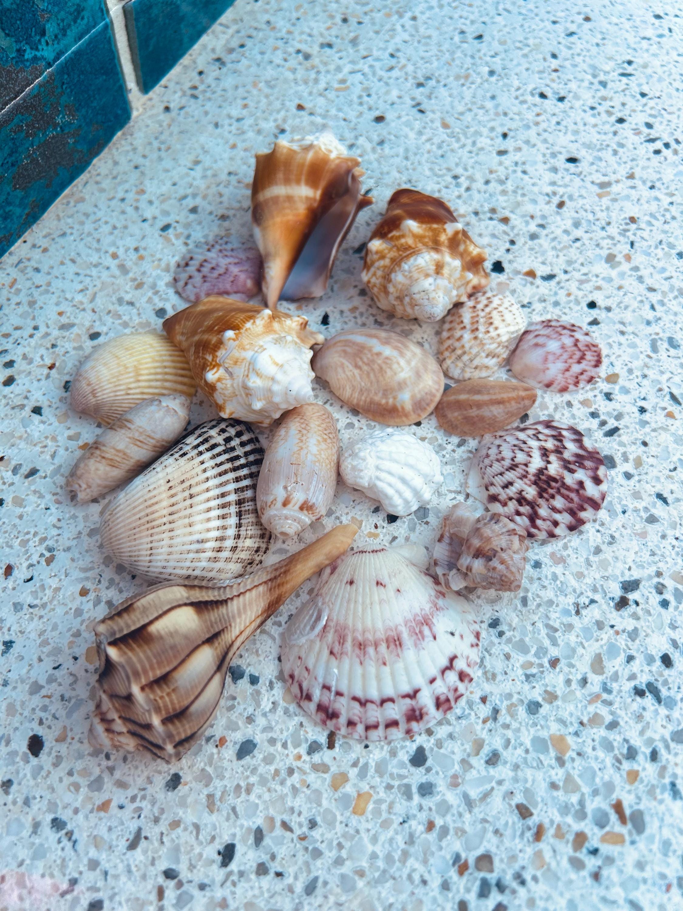 Natural Seashell Kit 16 Ea | Assorted Seashell Mix | Sanibel