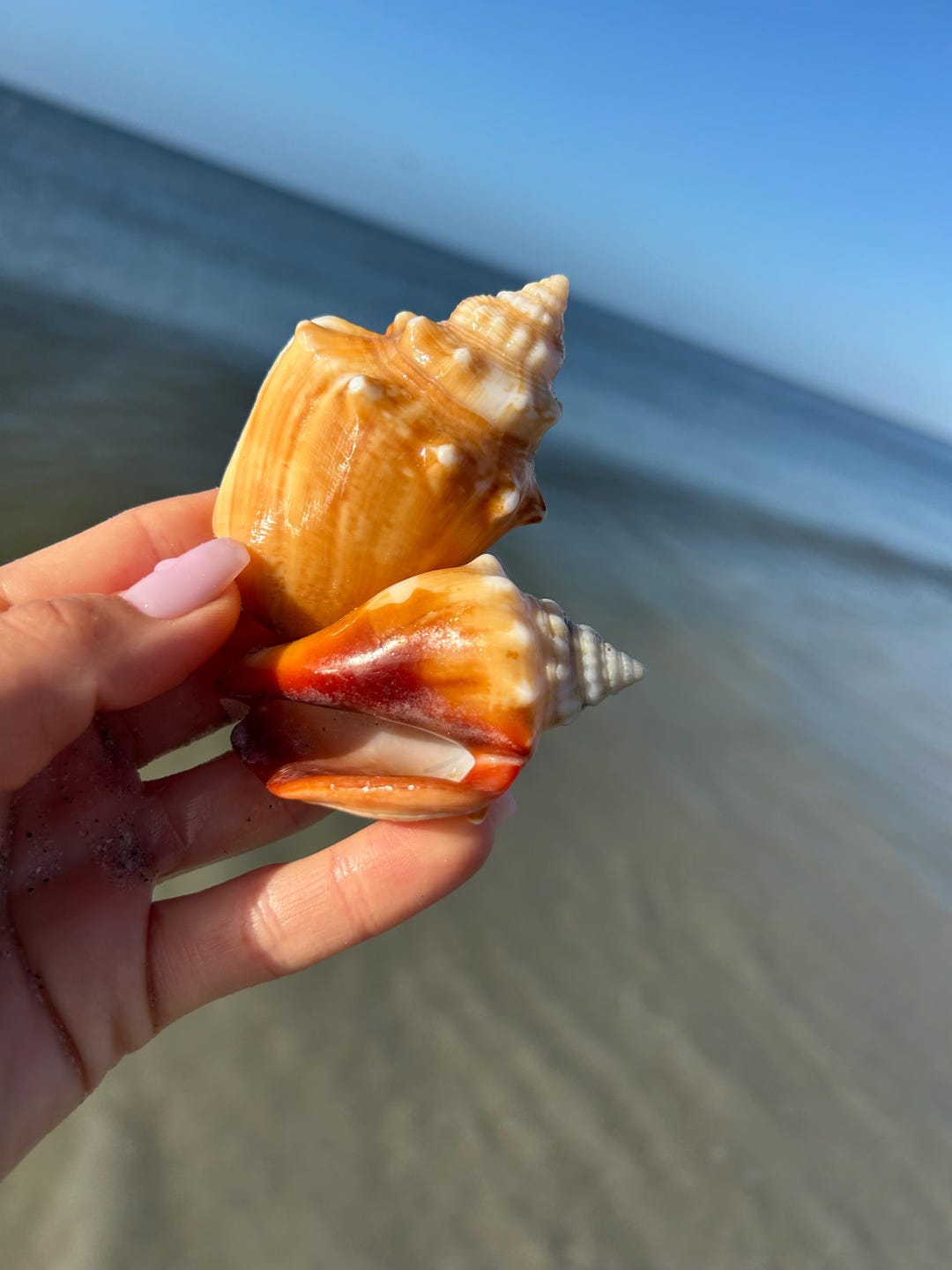 Florida Fighting Conch Seashell | Natural Seashell | Sanibel Island ...