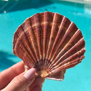 May include: A large, brown scallop shell with a fan-shaped design. The shell has a light brown interior and a dark brown exterior with reddish-brown stripes.