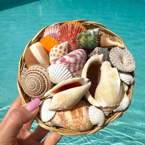 Kit di conchiglie naturali da 14 once, 35-40 pezzi / Mix di conchiglie assortite / Conchiglie miste / Decorazioni per matrimoni in spiaggia / Regalo per amanti del mare / Conchiglie per artigianato