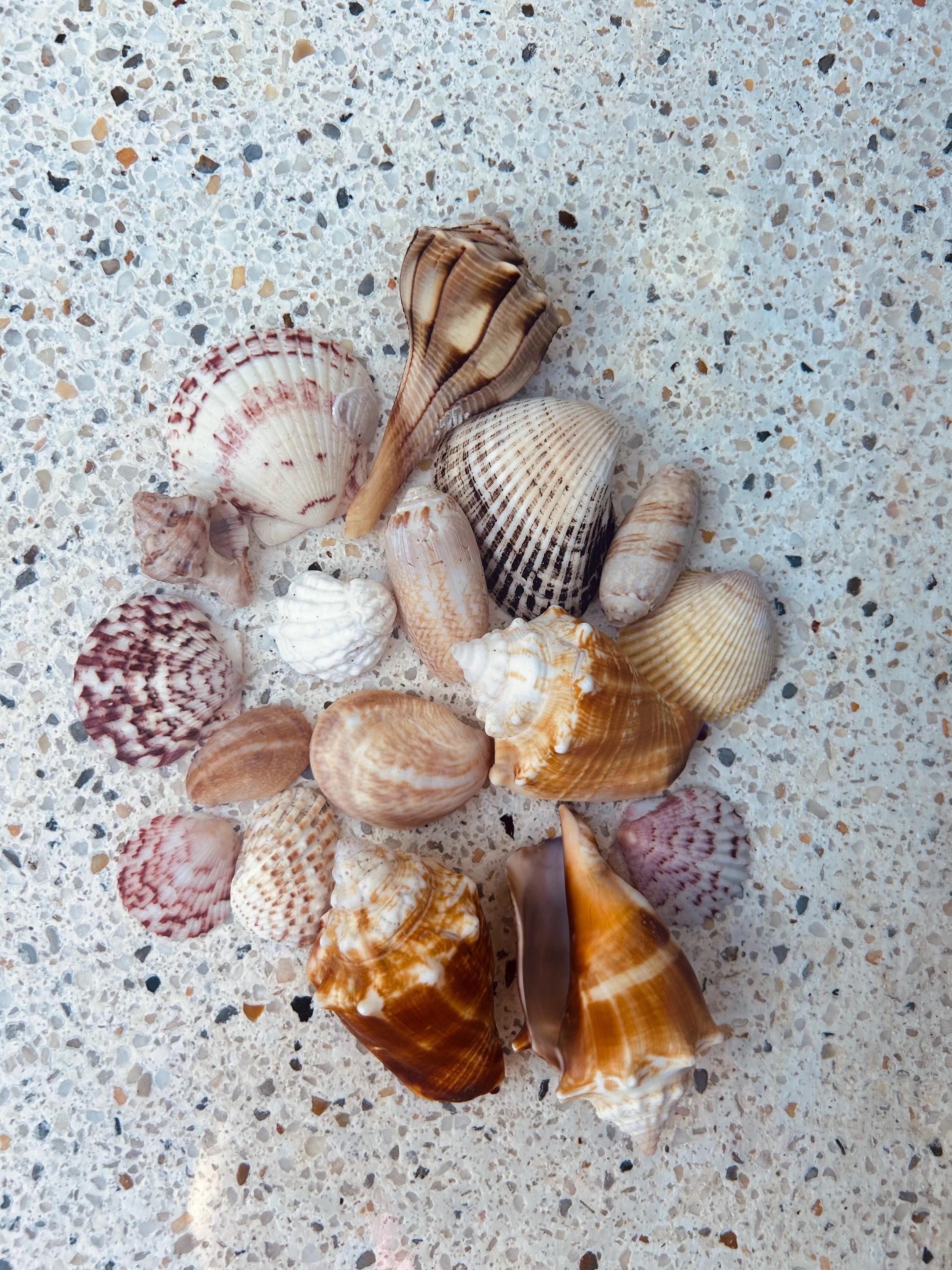 Natural Seashell Kit 16 Ea | Assorted Seashell Mix | Sanibel