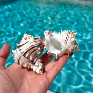 Black murex 3&quot; | Murex seashell | Muricanthus nigritus | Seashell cruft supply | Real shell | Beach wedding decor| Gift for sea lover