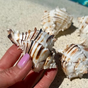 Black murex 3&quot; | Murex seashell | Muricanthus nigritus | Seashell cruft supply | Real shell | Beach wedding decor| Gift for sea lover