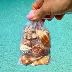 Mix di conchiglie di Sanibel, 170 g, 12 sacchetti di organza, 11,4 x 8,9 cm / Conchiglie naturali della Florida / Decorazioni per matrimoni in spiaggia / Regalo per gli amanti del mare / Conchiglie per artigianato