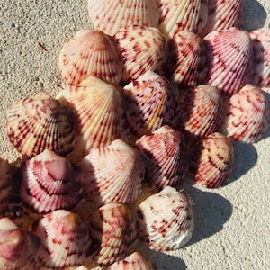 Kit di conchiglie di capesante naturali 26 pezzi / Capesante della Florida / Conchiglie dell'isola di Sanibel / Decorazioni oceaniche / Regalo per gli amanti del mare / Conchiglie per creazioni artigianali