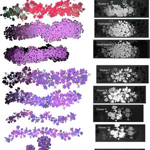 May include: A collection of floral illustrations in various colors and styles. The image includes branches of red, pink, purple, and blue flowers, along with grayscale images labeled "Flower" and "Hydrangea". The text "Wisteria" is also present.