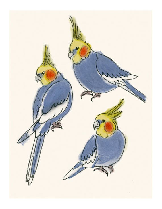 Items similar to Cockatiels - Cockatiel drawing - Australian Bird Art