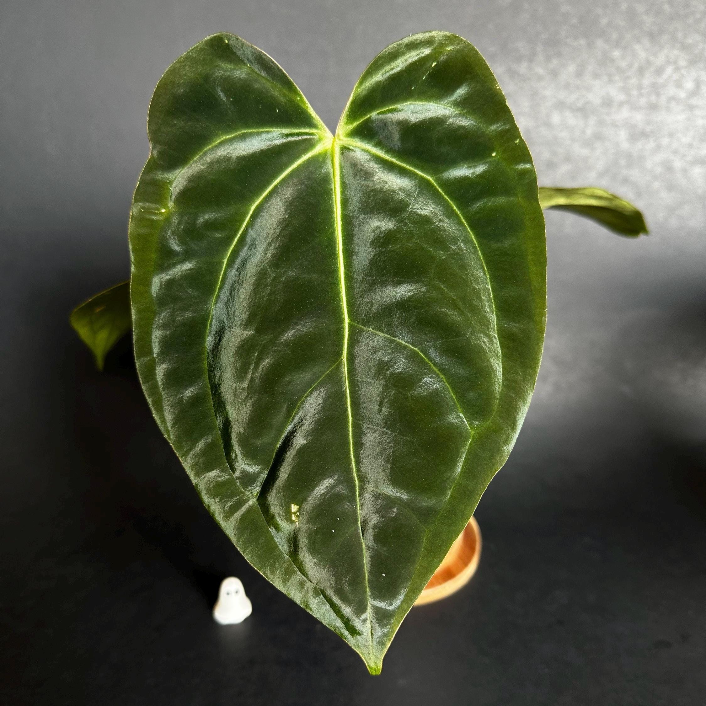 アンスリウム(Michell×Zara(f3))×antolakii Michelle X Zara) X (FS Self X Antolakii) Anthurium - Etsy