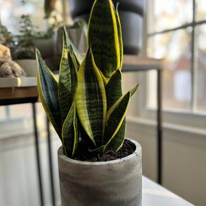 Puede incluir: Una planta serpiente en maceta con hojas verdes y amarillas rayadas en una maceta de hormigón gris.