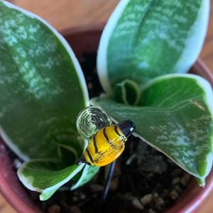 May include: A small potted snake plant with green and white leaves. A decorative glass bee with yellow and black stripes is inserted into the soil, adding a whimsical touch to the houseplant.