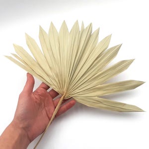 Natural Palm Leaves Large, Dried Palm Leaves, Sun Palm Leaves, Tropical Wedding Decor, Boho Wedding Centerpiece, Dried Leaves for Decoration
