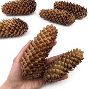 Może przedstawiać: Kolekcja sześciu brązowych szyszek sosnowych o różnych rozmiarach. Szyszki są ułożone na białym tle.