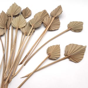 MINI Foglie di palma naturali essiccate, foglie di palma, decorazioni con foglie di palma, piccole foglie essiccate, decorazioni naturali essiccate, decorazioni per la casa tropicali, matrimonio hawaiano