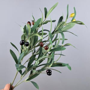 Könnte beinhalten: Ein Zweig künstlicher Olivenzweige mit grünen Blättern und schwarzen und braunen Oliven. Die Oliven sind an den Zweigen gebündelt.