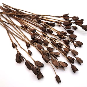 May include: Dried brown stems with seed pods, ideal for floral arrangements or craft projects. The stems are slender and vary in length, with small, dark brown seed pods clustered along the stems. The background is white, highlighting the natural tones of the dried botanicals.