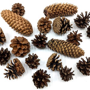 Paquete de piñas variadas, piñas naturales, piñas para manualidades, suministros para coronas, decoración navideña, centro de mesa de bosque, 20/40 piezas