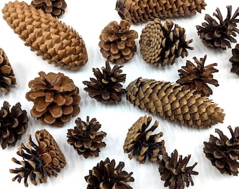 Assorted Pine Cones Pack, Natural Pine Cones, Pine Cones for Crafts, Wreath Supplies, Christmas Decoration, Woodland Centerpiece, 20/40 pcs