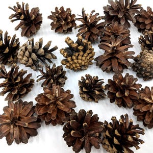 Piñas secas para coronas, piñas a granel, piñas naturales, suministro de coronas de otoño, coronas para la puerta de entrada, decoración de bodas en el bosque, 25/50 piezas
