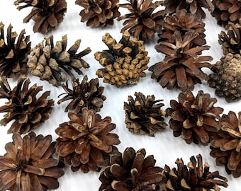 Pigne essiccate naturali: ghirlande autunnali e decorazioni per matrimoni (25/50 pezzi)