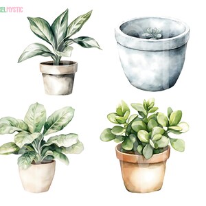 May include: Four watercolor illustrations of potted plants. The plants are in different styles of pots, some are white and some are brown. The plants are all green and have a variety of leaf shapes.