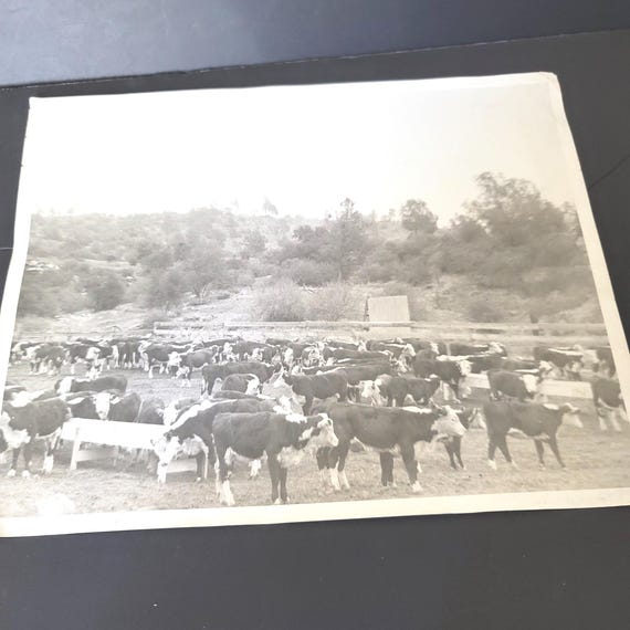 Cow Herd Photograph circa 1930