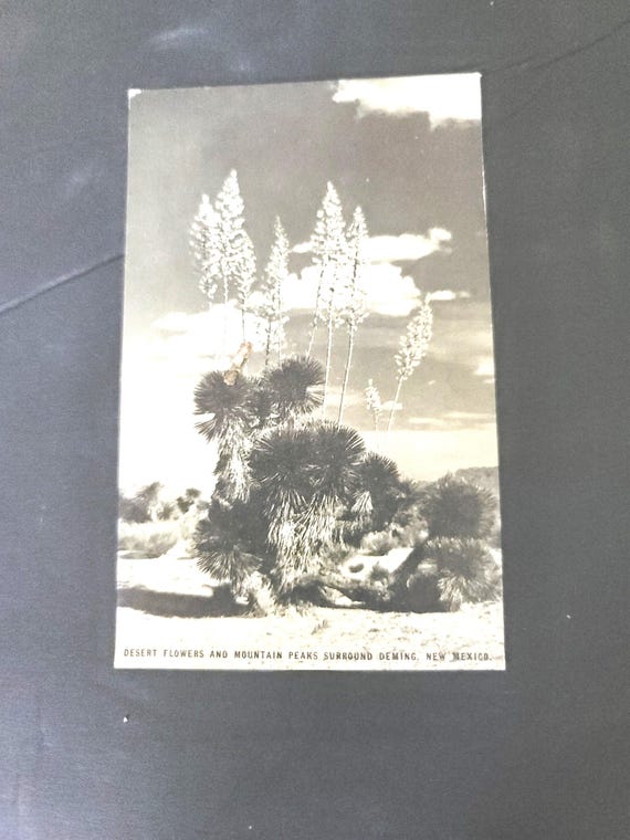 Conoco Oil Postcard of  Yucca in New Mexico