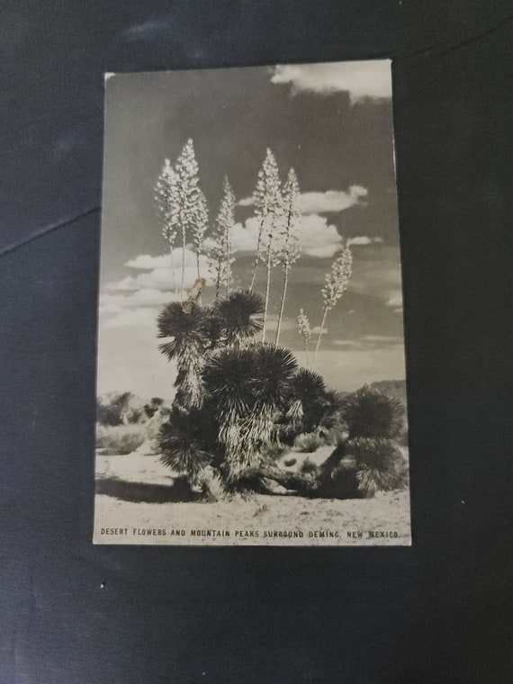 Conoco Oil Postcard of  Yucca in New Mexico