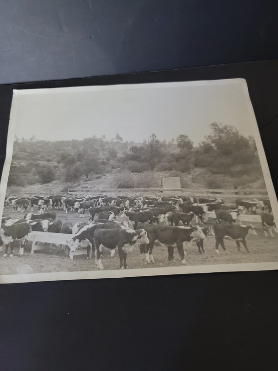 Cow Herd Photograph circa 1930