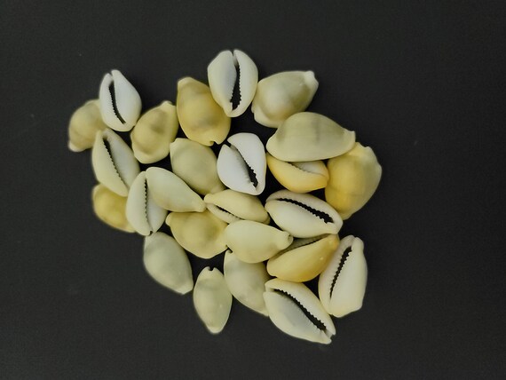 25 Vintage Cowrie Shells