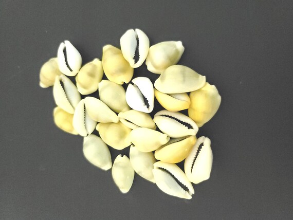 25 Vintage Cowrie Shells