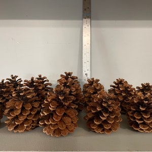 May include: A collection of brown pine cones arranged in a row on a gray surface.