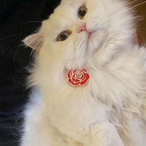 May include: A long-haired white cat with large, expressive eyes and a pink nose, wearing a collar featuring a prominent, circular red and white rose-shaped charm centered at the throat. The cat has thick, fluffy fur and a soft, gentle facial expression.