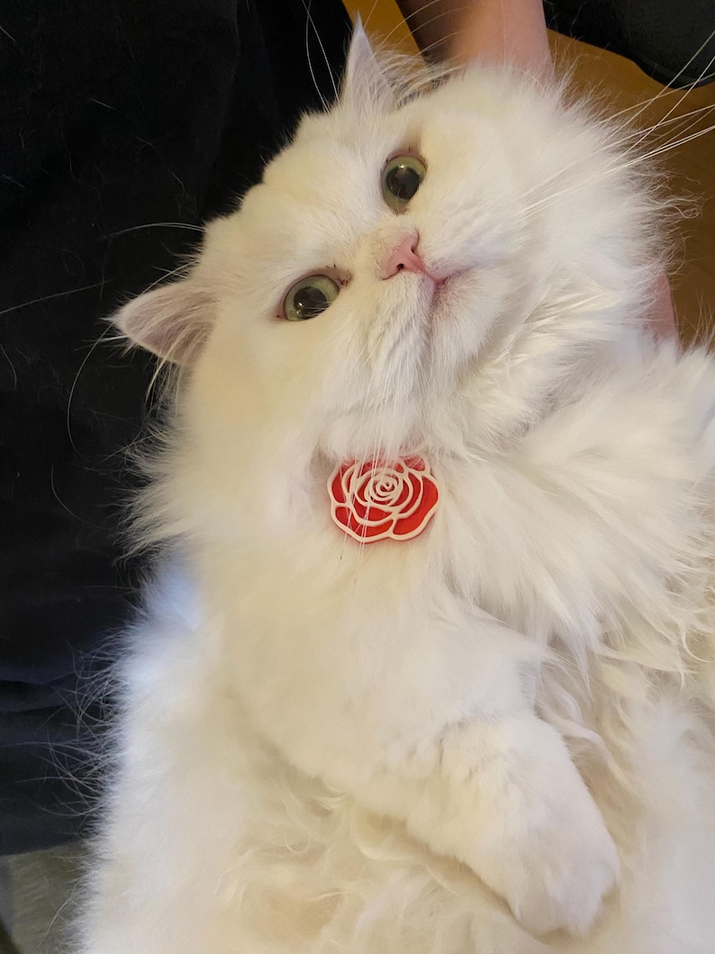 May include: A long-haired white cat with large, expressive eyes and a pink nose, wearing a collar featuring a prominent, circular red and white rose-shaped charm centered at the throat. The cat has thick, fluffy fur and a soft, gentle facial expression.
