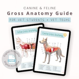 Canine & Feline Anatomy Chart, Veterinary Anatomy Study Guide | Vet Tech, Vet Nurse Study Notes | Organ Anatomy for Vets | Digital Download