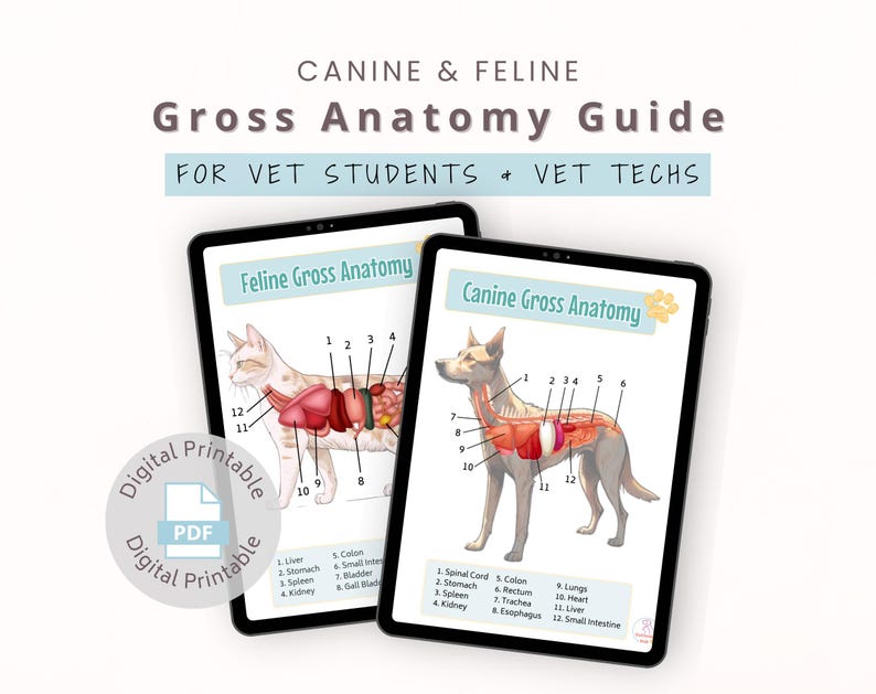 Canine & Feline Anatomy Chart, Veterinary Anatomy Study Guide | Vet ...