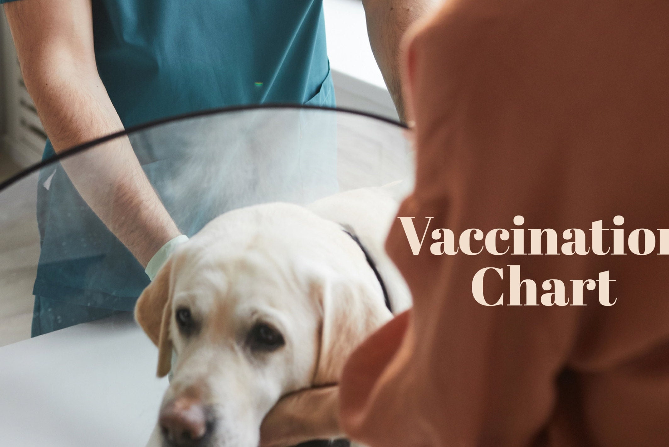 Dog Vaccination Chart - Etsy