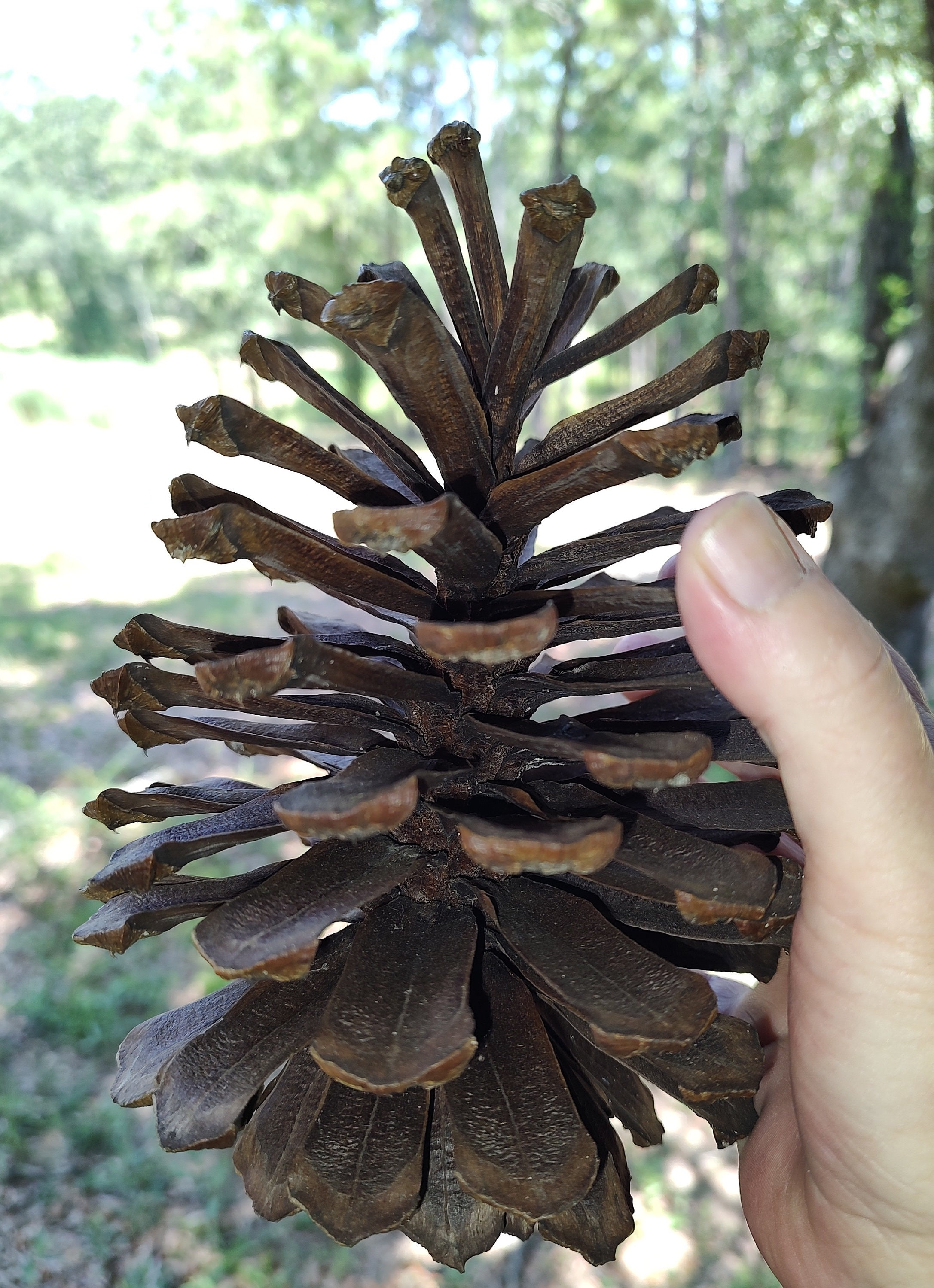 Longleaf Pine Cone