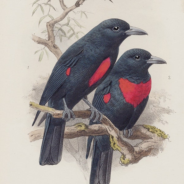 Antique engraving book plate Black-and-Crimson Oriole hand colored 1800s consacuineus