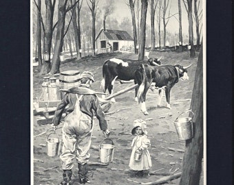 Antique 1906 Henry Sumner (Hy) Watson print A TYPICAL "SUGAR BUSH" from Forest, Fish & Game Commision State of New York