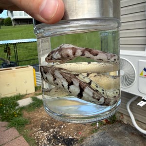 以下が含まれることがあります： 銀色の蓋が付いた透明なガラス瓶に、液体に浸かった2匹のヘビが入っています。ヘビは茶色とクリーム色の模様です。瓶は人の手で持たれており、背景はぼやけています。